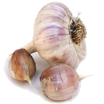 Ajo (Hardneck Garlic) Morado Español, 7 oz