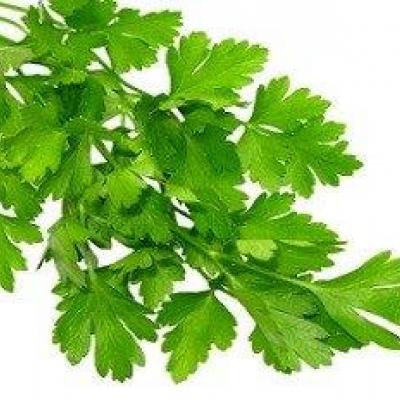 Italian Parsley / Perejil Italiano, 1 ct