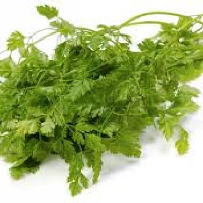 Chervil / Perifollo (PR). 0.75 oz