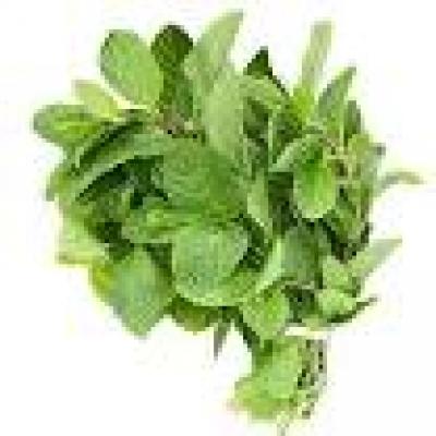 Fresh Mint (Menta Fresca) US, 1 ct