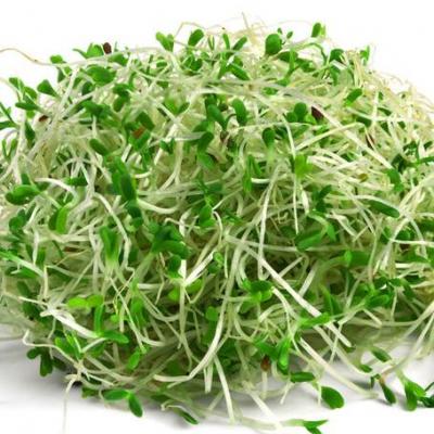 Alfalfa Sprouts (Puerto Rico), 4 oz