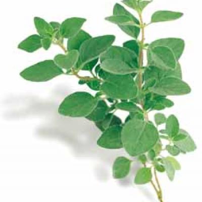 Oregano Griego / Greek Oregano, 0.75 oz