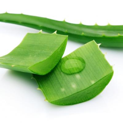 Sábila / Aloe Vera, 1 ct