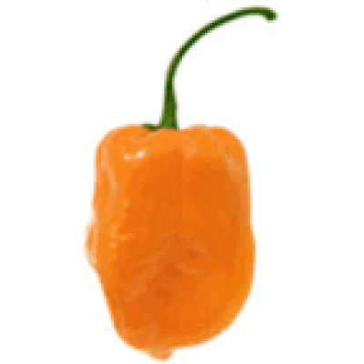 BellaFina Chile Habanero, 4 oz