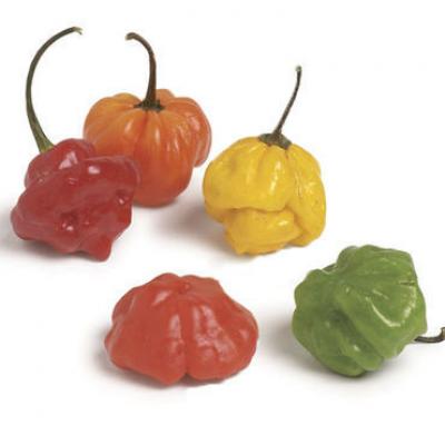 Chili Habanero / Scotch Bonnet Pepper, por libra