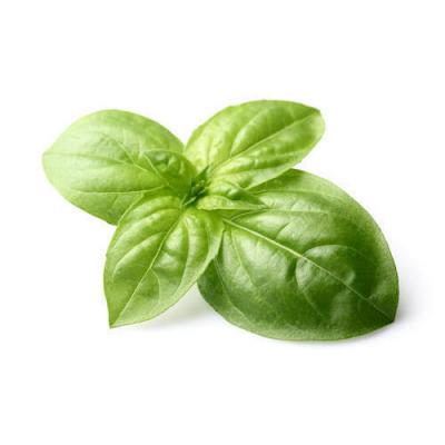 Albahaca Dulce / Sweet Basil, 2 oz