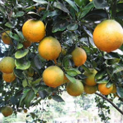 Chinas (PR) / Oranges, 50 lbs