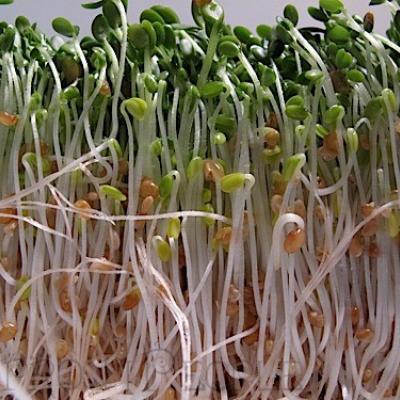 Red Clover Sprouts / Germinado (PR), 4 oz