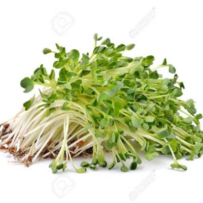 Brotes de Alfalfa (PR) / Alfalfa Sprouts, 1 paquete