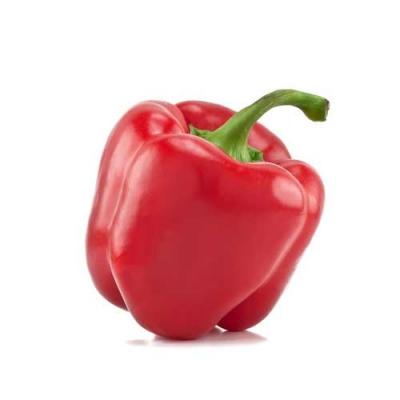 Organic Red Bell Pepper / Pimiento Morrón (US), precio por libra