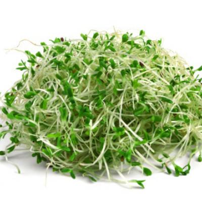 Germinado de Brecol / Broccoli Sprouts, 3 oz