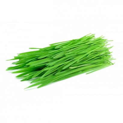 Wheatgrass / Pasto de Trigo (PR), 8 oz