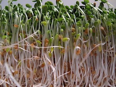 Red Clover Sprouts / Germinado (PR), 4 oz